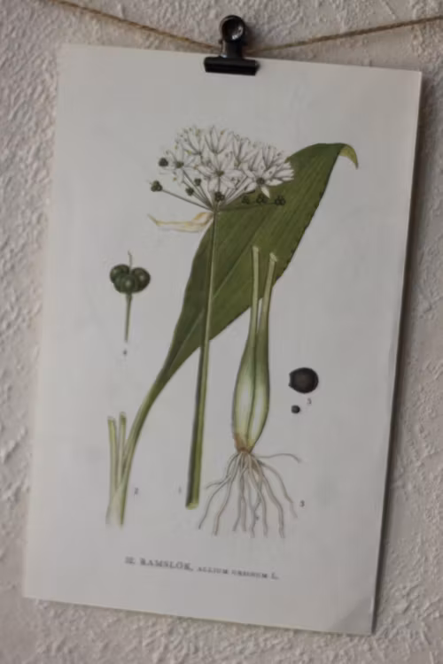 Florabild - Ramslök