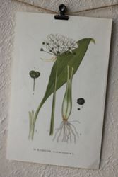 Florabild - Ramslök