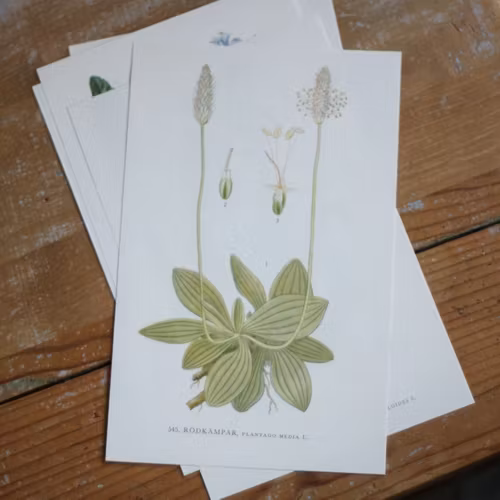 Florabild - Rödkämpar