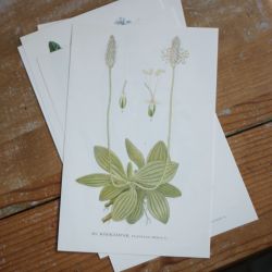 Florabild - Rödkämpar