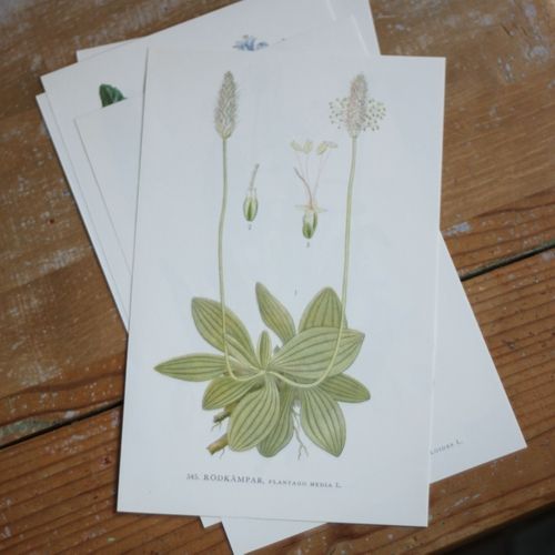 Florabild - Rödkämpar
