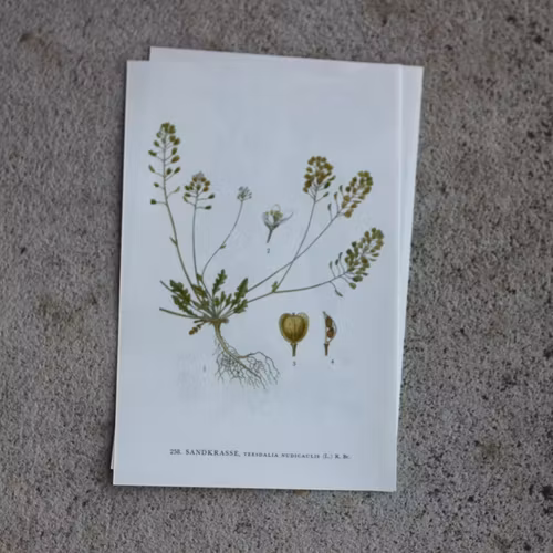 Florbild - Sandkrasse