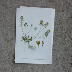 Florbild - Sandkrasse