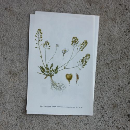 Florbild - Sandkrasse