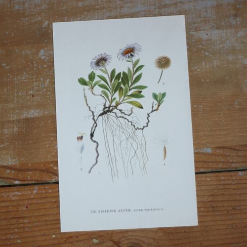 Florabild - Sibirisk Aster