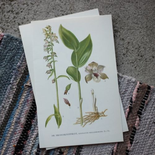 Florabild - Skogsknipprot