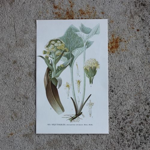 Florabild - Spjutskråp