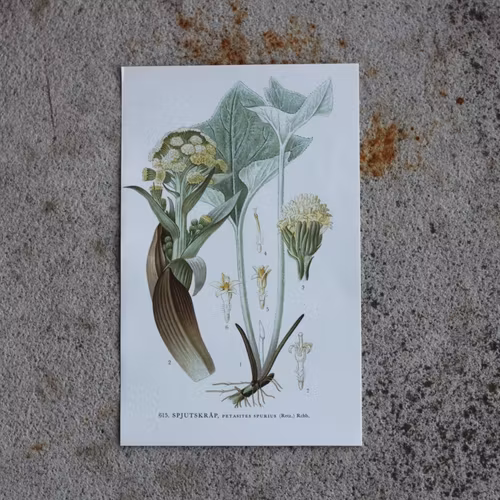 Florabild - Spjutskråp
