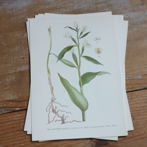 Florabild - Storsyssla