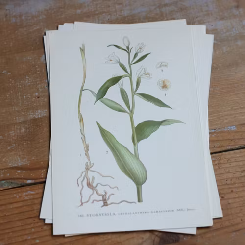 Florabild - Storsyssla