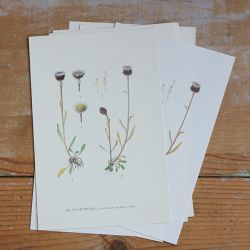 Florabild - Svartblinka