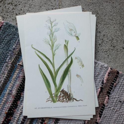 Florabild - Svärdsyssla