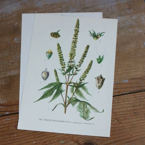 Florabild - Trefliksambrosia