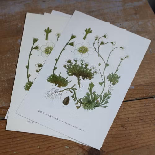 Florabild - Tuvbräcka