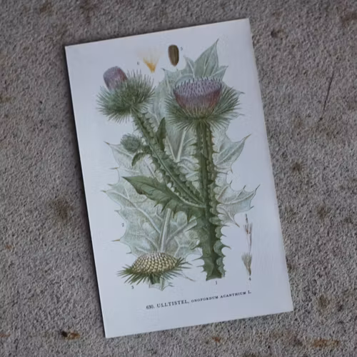 Florabild - Ulltistel