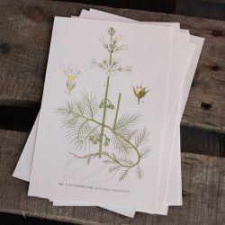 Florabild - Vattenblink