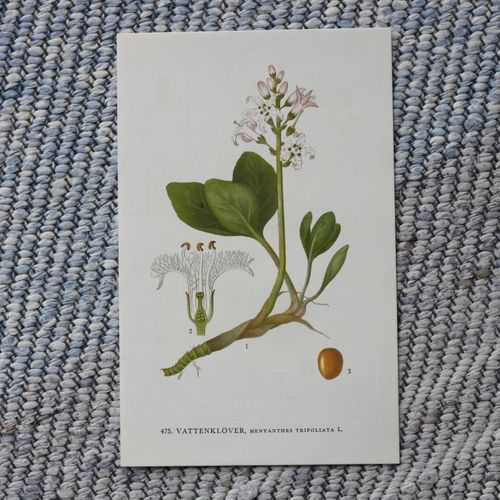 Florabild - Vattenklöver