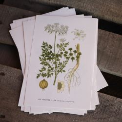 Florabild - Vildpersilja