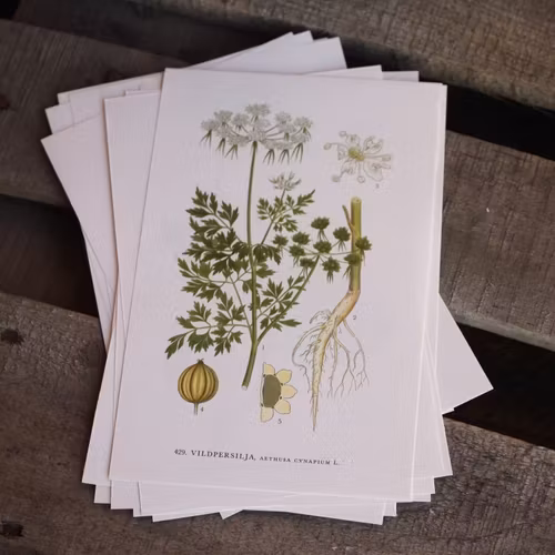 Florabild - Vildpersilja