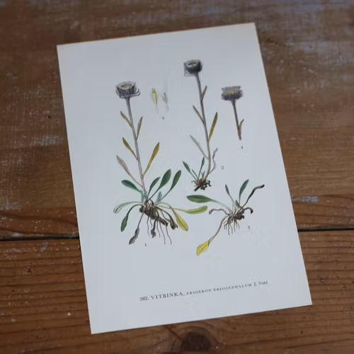 Florabild - Vitbinka