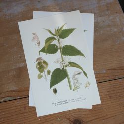 Florabild - Vitplister, Rödplister