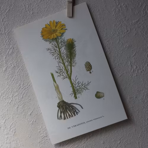Florabild - Våradonis