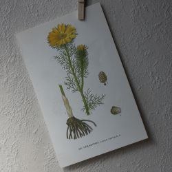Florabild - Våradonis