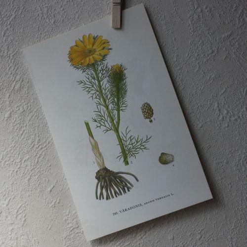 Florabild - Våradonis