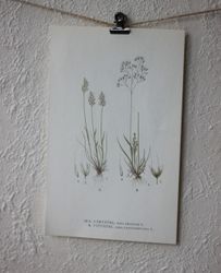 Florabild - Vårtåtel, Vittåtel