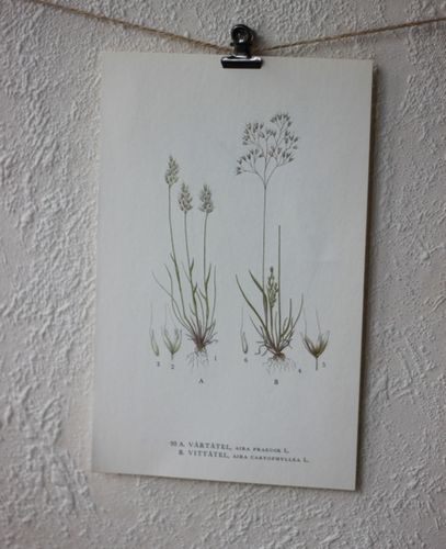 Florabild - Vårtåtel, Vittåtel