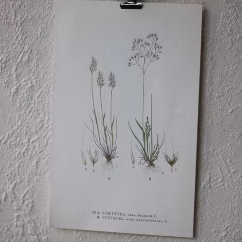 Florabild - Vårtåtel, Vittåtel
