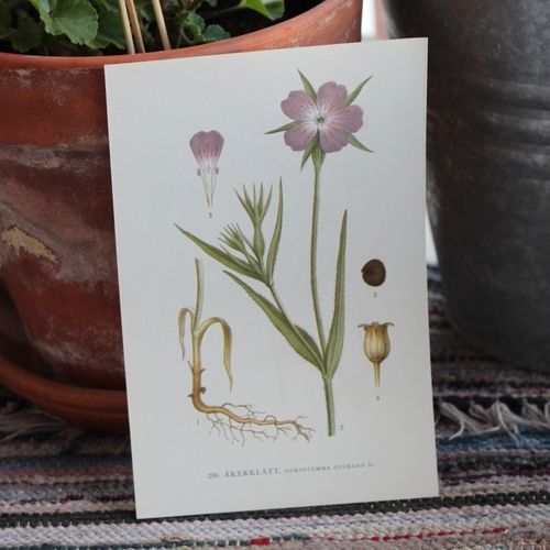 Florabild - Åkerklätt