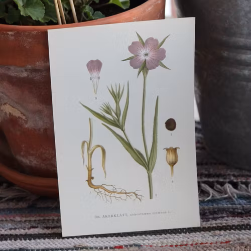 Florabild - Åkerklätt