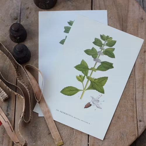 Florabild - Åkermynta