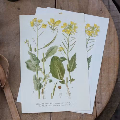 Florabild - Ålandsrot