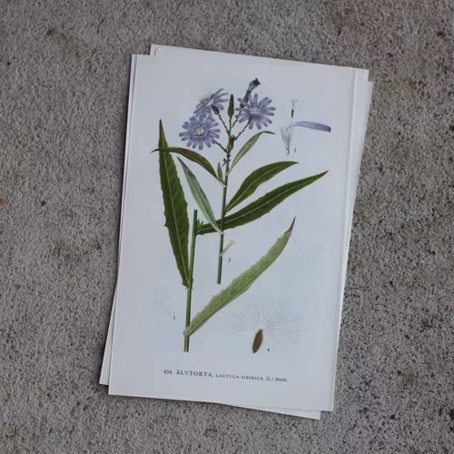 Florabild - Älvtorta