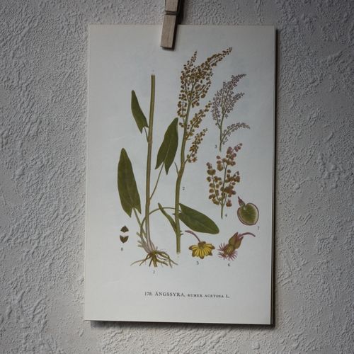 Florabild - Ängsyra