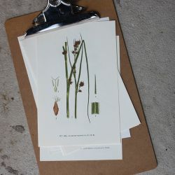Florabild - Ag