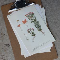 Florabild - Arun, Dvärgarun