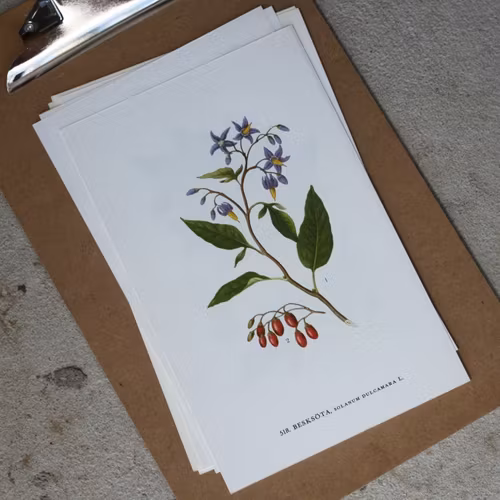 Florabild - Besksöta