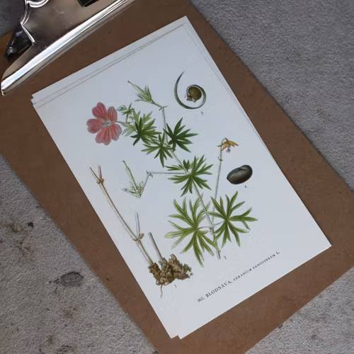 Florabild - Blodnäva