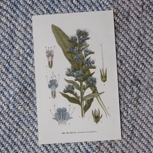 Florabild - Blåeld