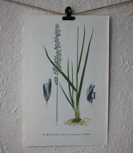 Florabild - Blåtåtel