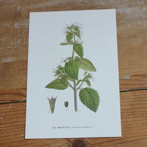 Florabild - Bosyska