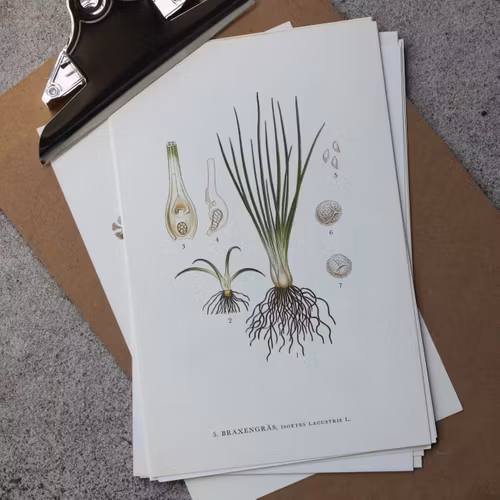 Florabild - Braxengräs