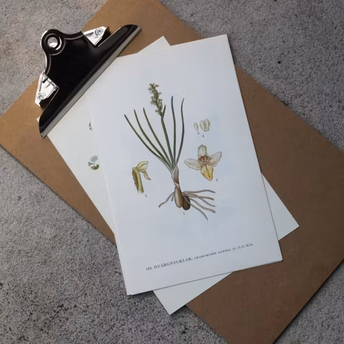 Florabild - Dvärgnycklar