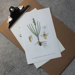 Florabild - Dvärgnycklar