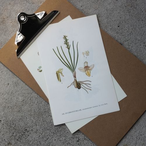 Florabild - Dvärgnycklar