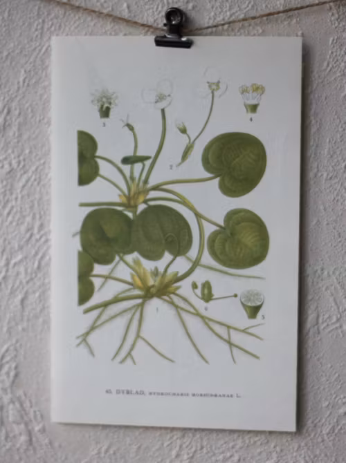 Florabild - Dyblad