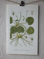 Florabild - Dyblad